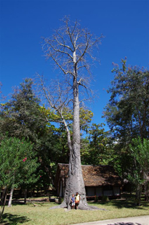baobab-1