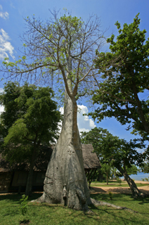 baobab-2