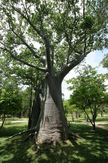 baobab-3