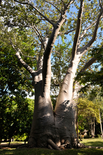 baobab-5
