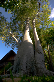 baobab-6
