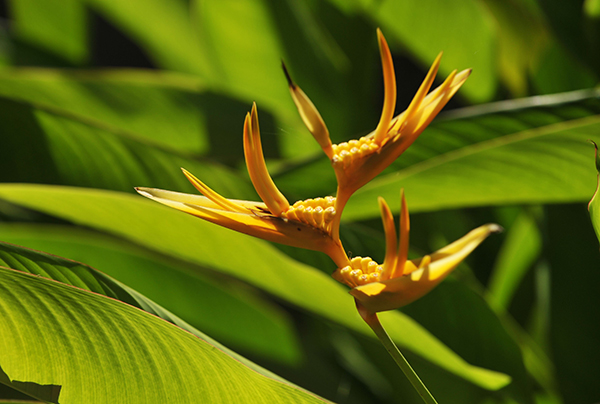 flore-2
