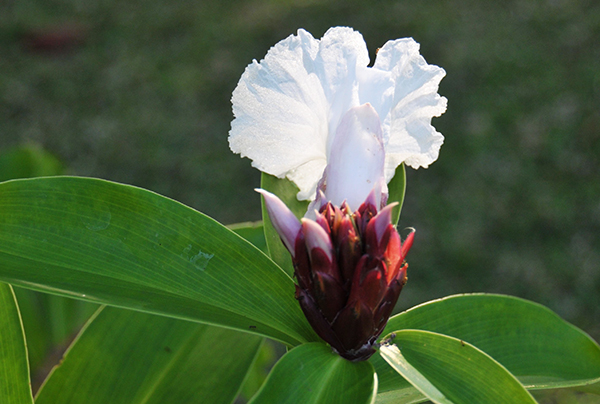 flore-3