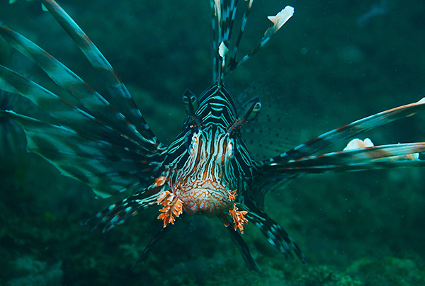 poisson-2