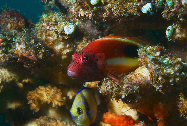 poisson-4