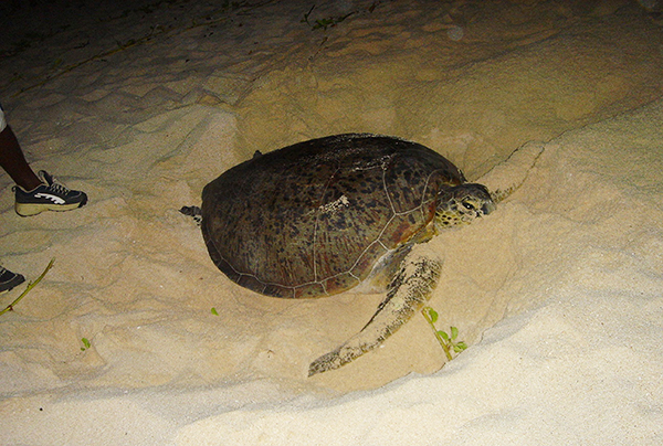 tortues-3