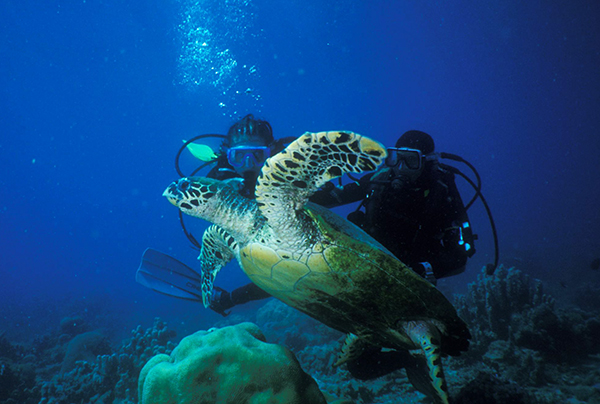 tortues-4