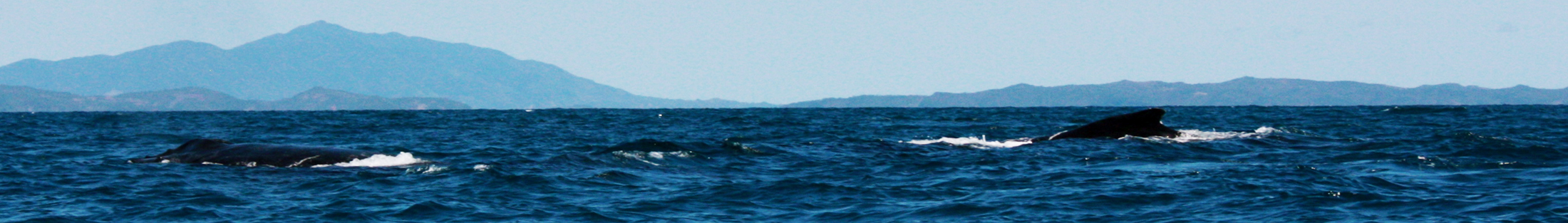 baleines
