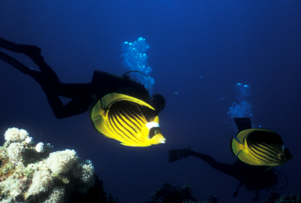 poisson-5