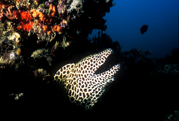 poisson-6